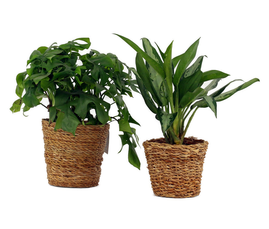 Zwei Zimmerpflanzen, »Monstera Minima« und »Aglaonema Jubilee«, jeweils im Topf, stehen nebeneinander.