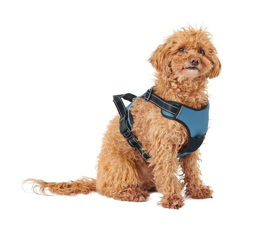 Ein brauner Pudel sitzt und trägt ein blaues XL-Hunde-Geschirr.