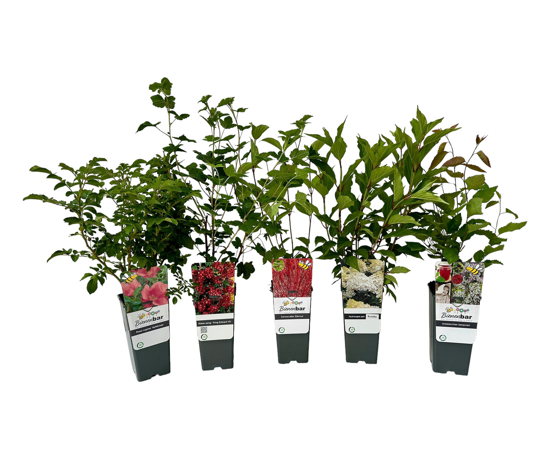 Bunte Blühhecke - weiß - weiß