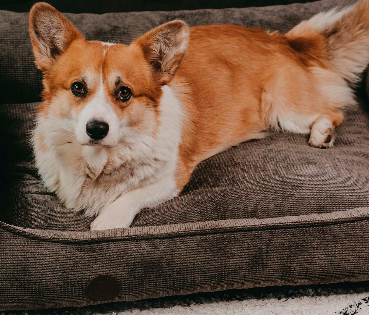 Ein Welsh Corgi liegt in einem orthopädischen Hundebett »Lounge«.