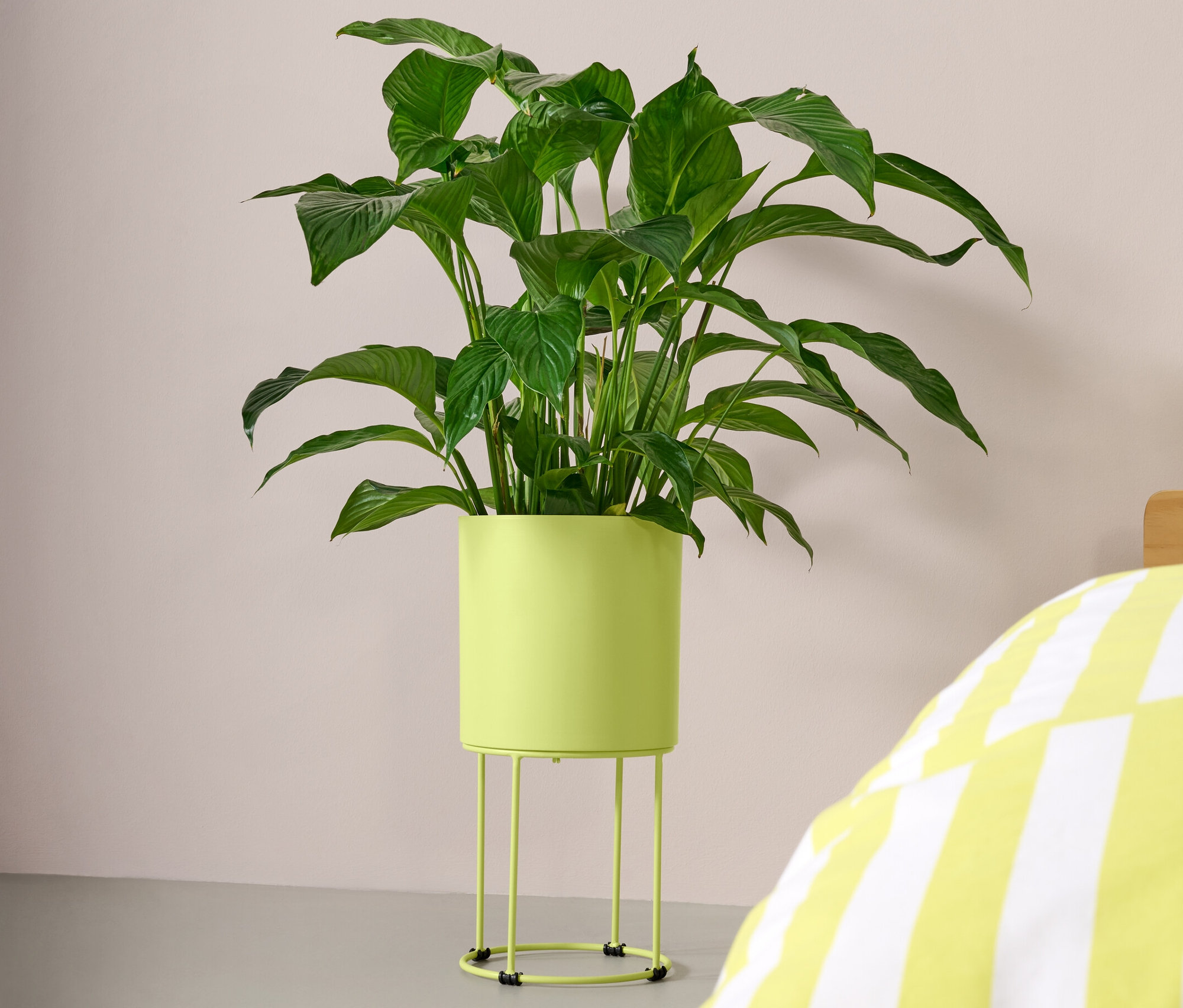 Grüne Pflanze in runder Pflanzbox steht neben einem gelb-weiss gestreiften Bett.