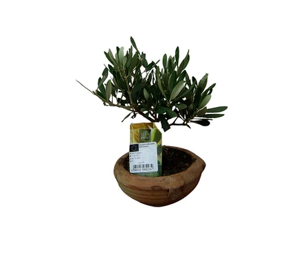 Kleiner Bonsai "Olive Olea europaea" in einem Terrakotta-Topf mit Pflanzenpass-Etikett.
