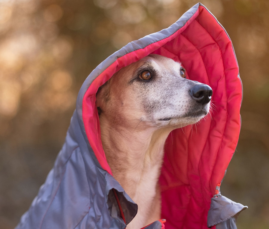 Ein Hund mit grauem Fell ist in eine grau-rote 2-in-1-Hundedecke-und-Schlafsack eingewickelt und schaut neugierig.