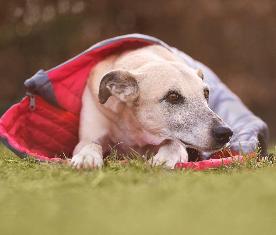 Hund liegt im Gras in einer rot-grauen 2-in-1-Hundedecke-und-Schlafsack.