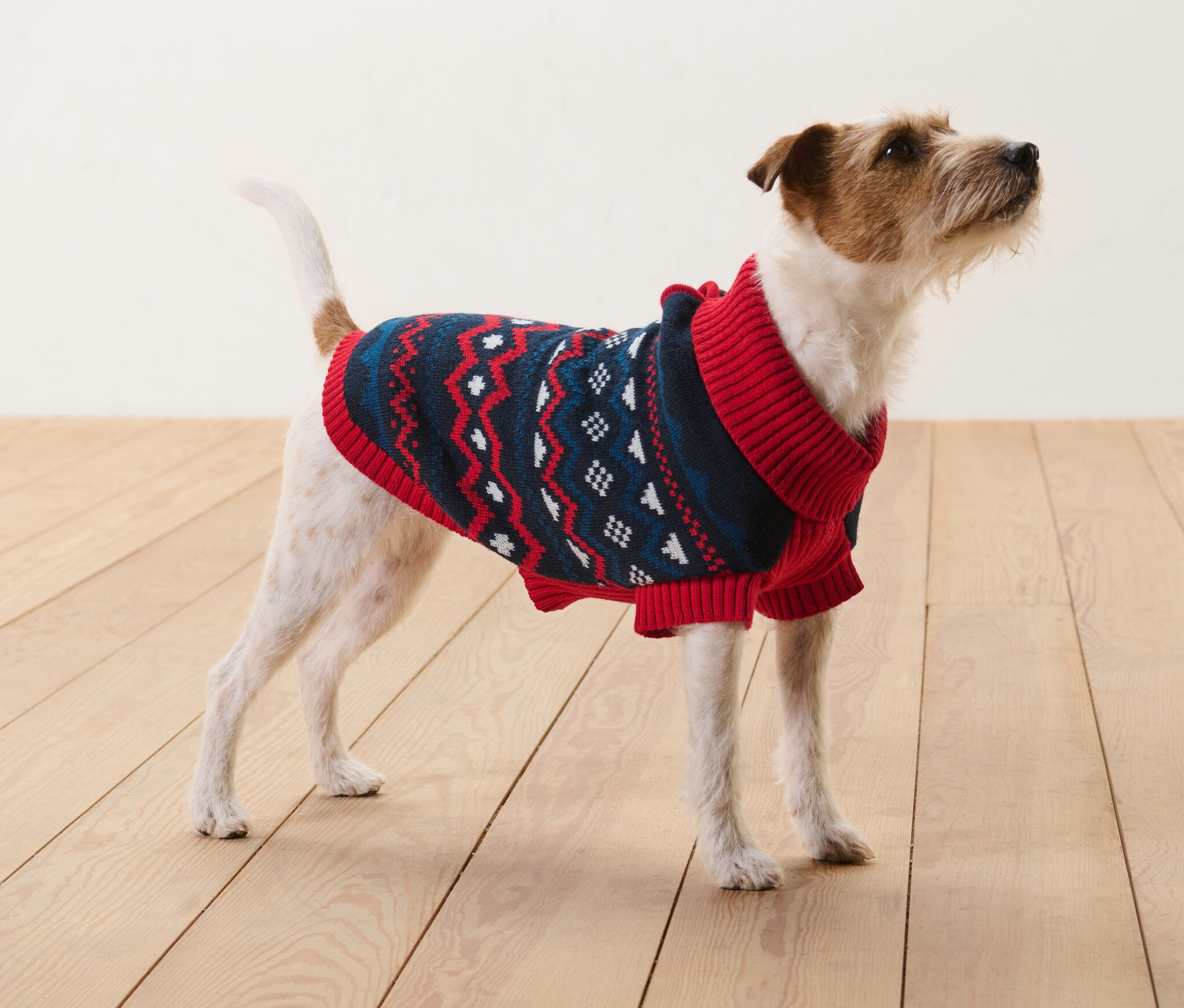 Ein braun-weißer Jack Russell Terrier steht auf einem Holzboden und trägt einen gestrickten Hundepullover.