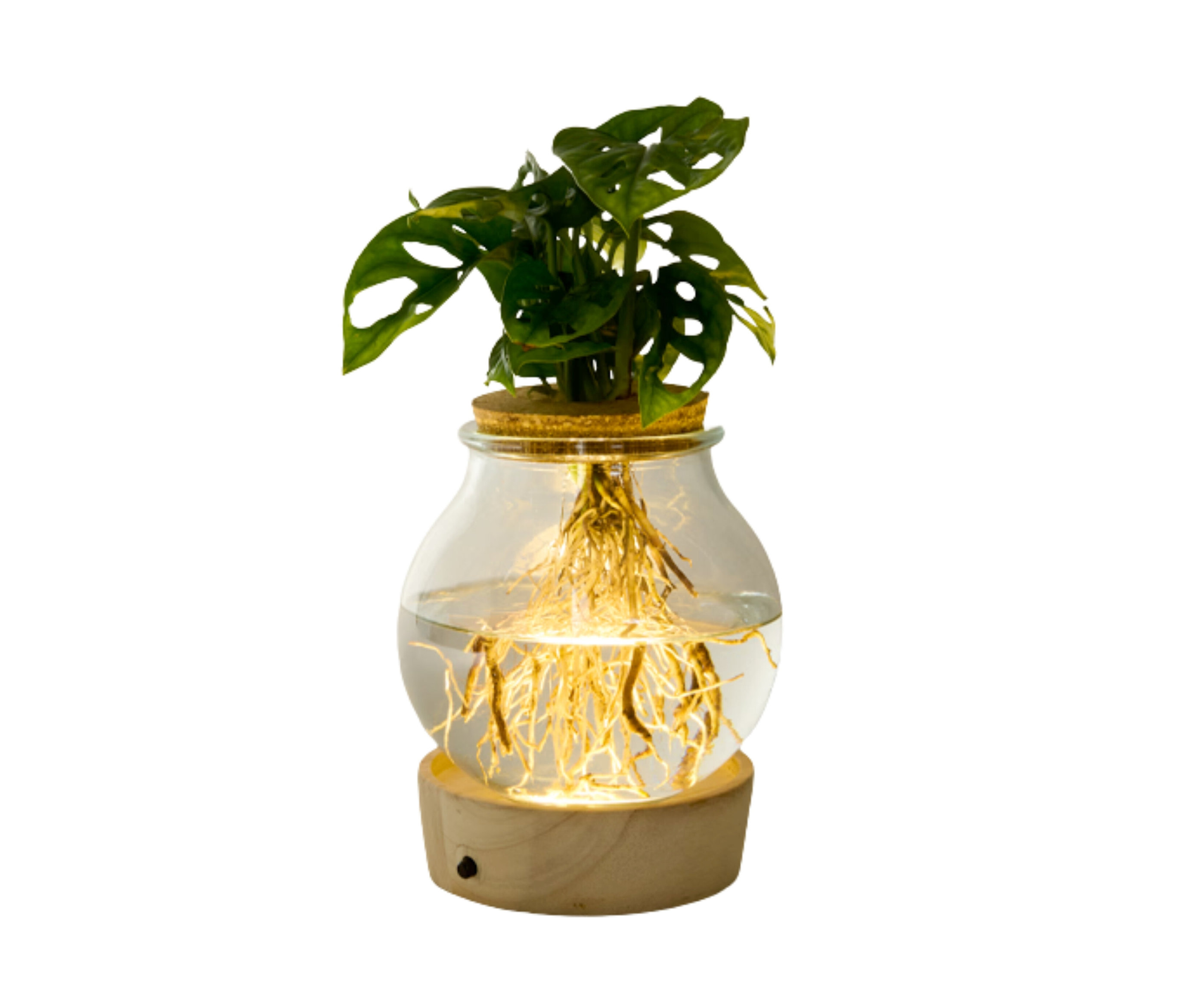Wasserpflanze im Glas mit LED »Monstera« - grün - grün