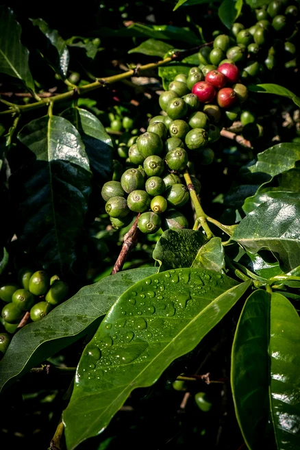 Nahaufnahme eines Kaffeepflanzenzweigs mit Clustern von grünen und einigen roten, reifen Kaffeebohnen zwischen dunkelgrünen Blättern, teilweise mit Wassertropfen.