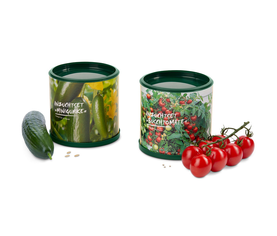 Zwei Anzuchtsets Minigurke und Buschtomate. Links liegt eine Gurke, rechts ein Bund Tomaten.