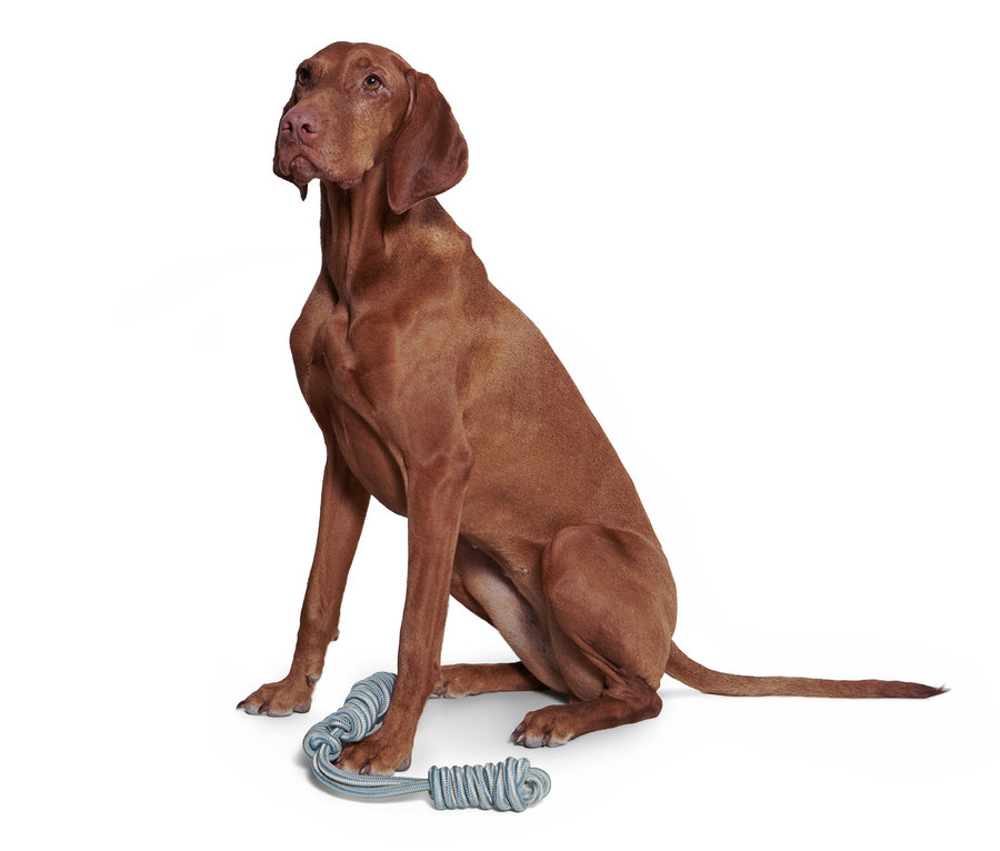 Ein brauner Hund sitzt neben einem blauen Hunde-Zerrspielzeug.