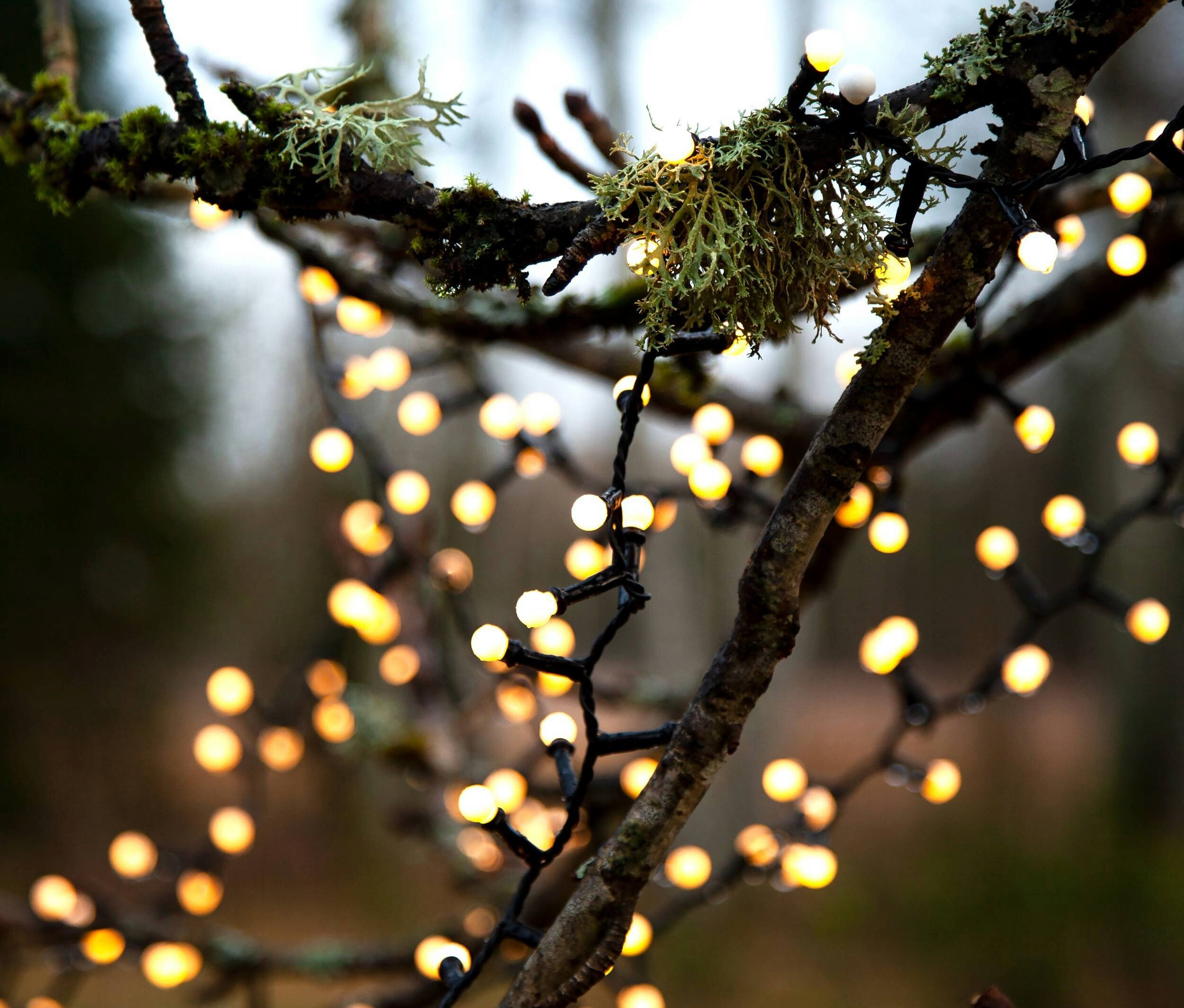 Baumäste umwickelt mit einer Lichterkette mit gelben Lichtern.
