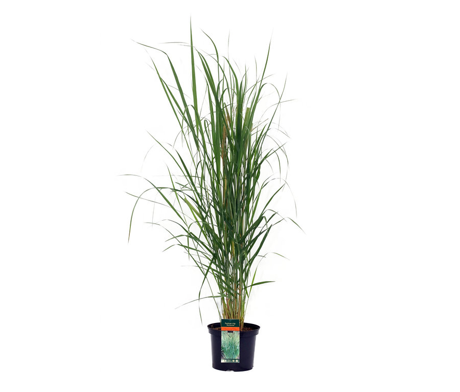 Hohes Ziergras Rutenhirse 'Nordwind' in schwarzem Topf.