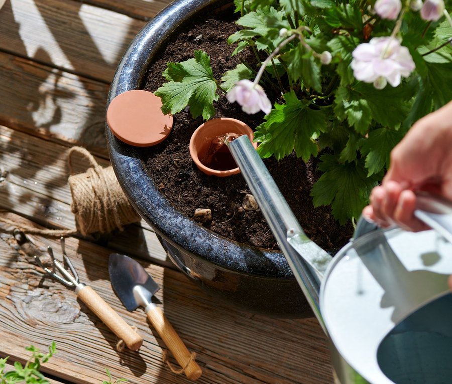 Hand gießt Wasser aus einer Metallkanne in einen Ton-Bewässerungshelfer in einem Blumentopf mit blühender Pflanze. Der Topf steht auf einer Holzterrasse. Im Topf sind 2 Ton-Bewässerungshelfer, groß.