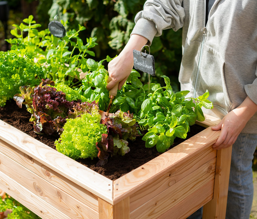 Eine Person pflanzt Basilikum in ein Stelzenhochbeet mit Boden.