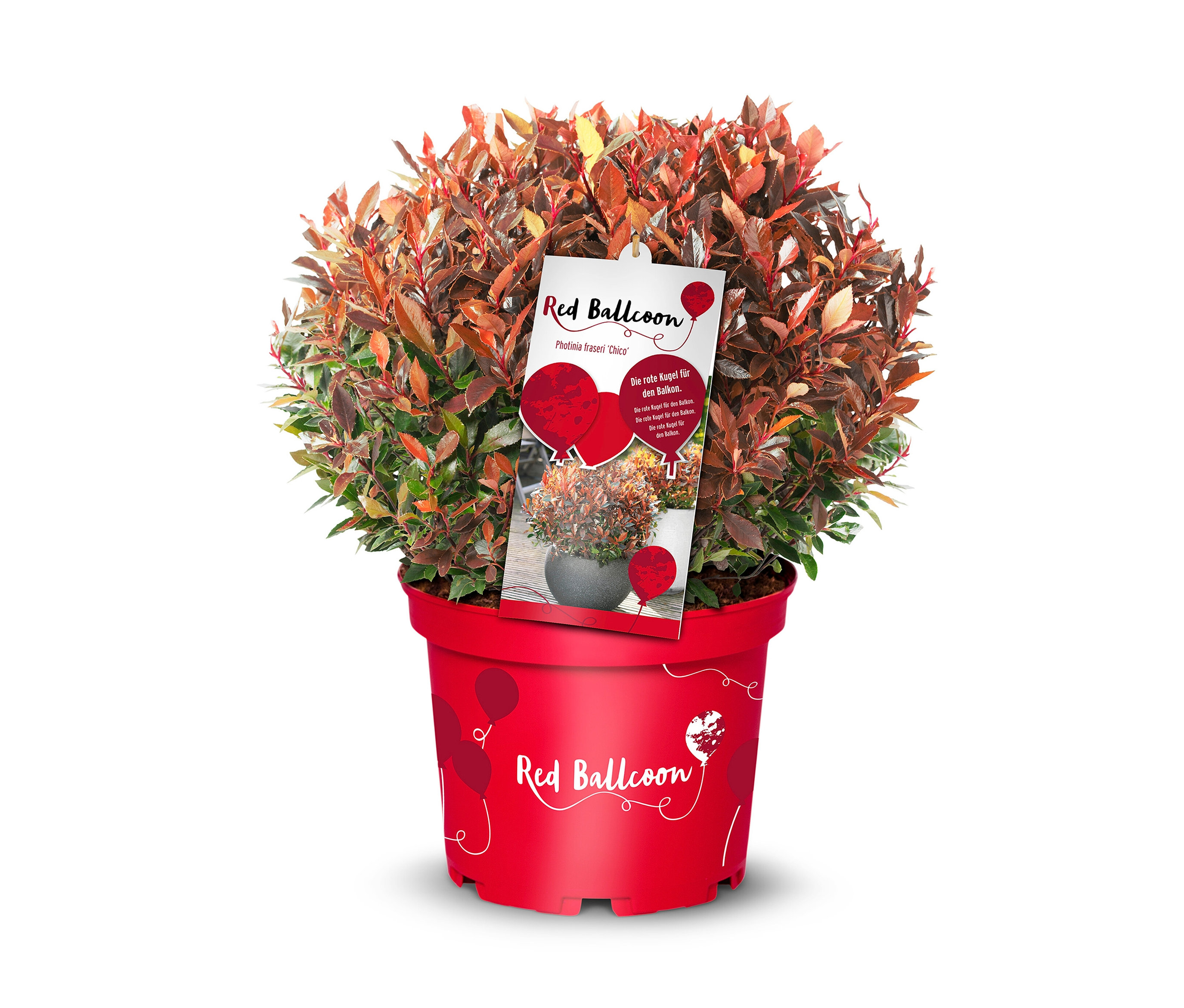 Photinia faseri »Red Ballcon« - dunkelgrün - dunkelgrün