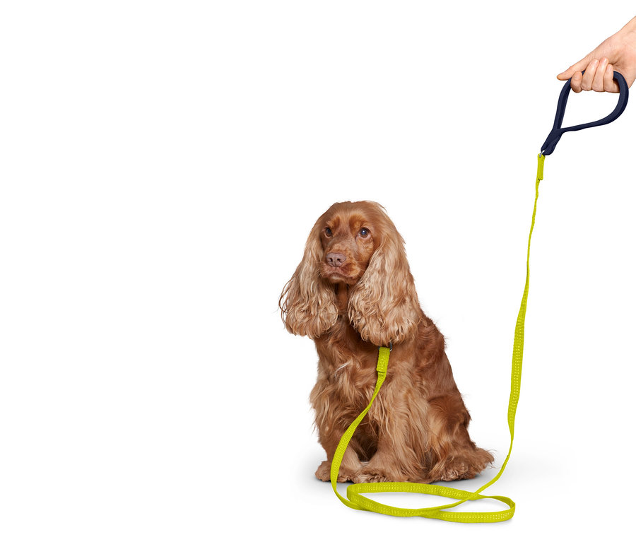 Ein brauner Cocker Spaniel sitzt mit einer neongrünen Leine, die von einer Hand gehalten wird.