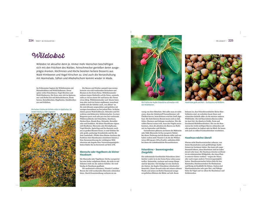 Auf einer Doppelseite sind Wildobstsorten abgebildet. Links Eberesche, rechts Felsenbirne und Haselnüsse. Abgebildet ist auch das Buch »Das große Ulmer Biogartenbuch«.