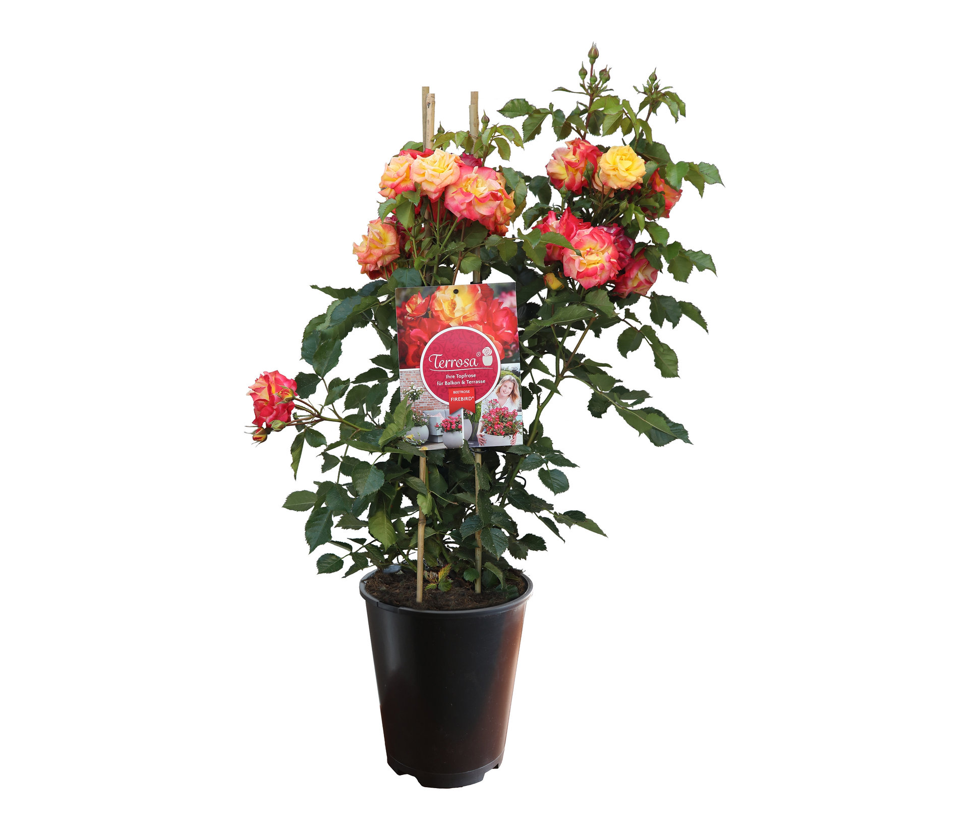 Rose »Firebird« - orange - orange