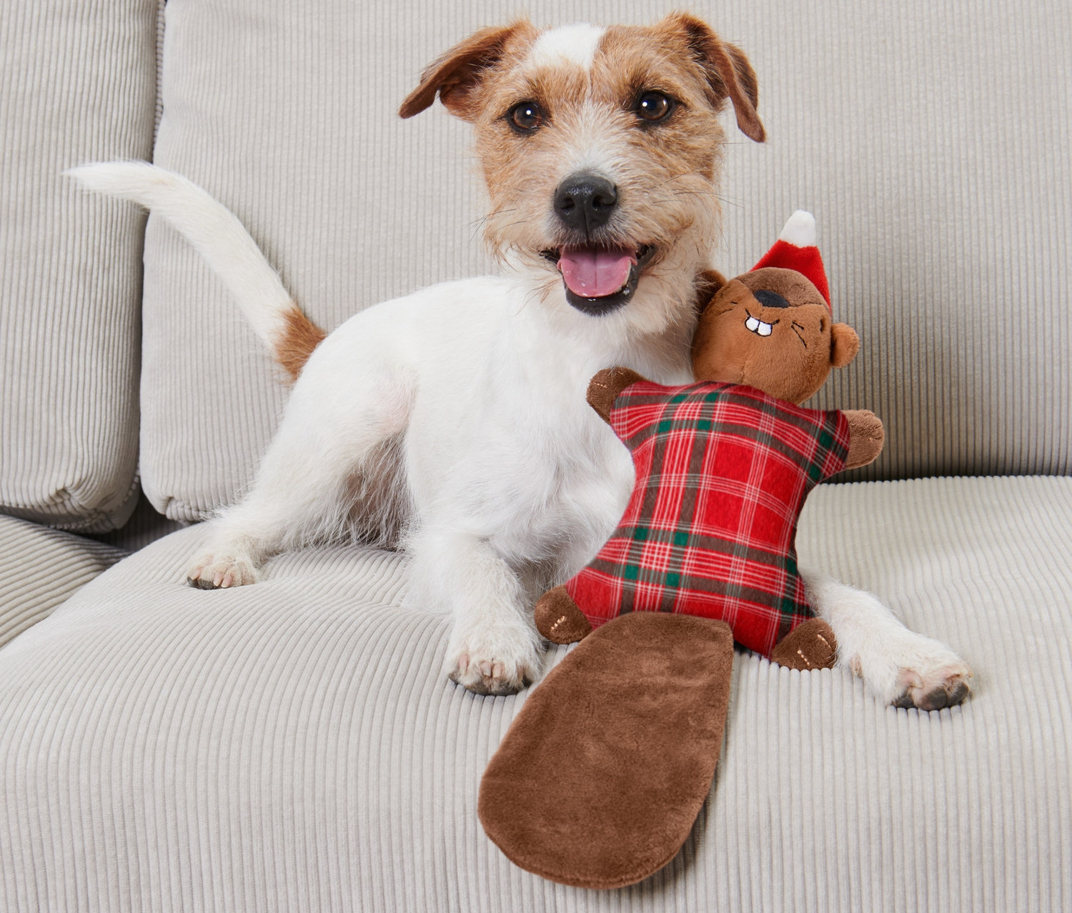 Hund liegt auf der Couch und hält ein Hunde-Plüschspielzeug »Eichhörnchen«.