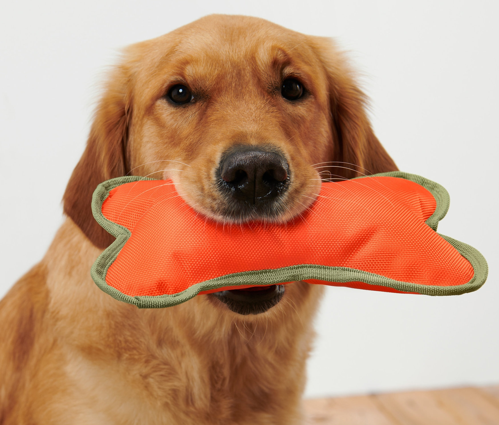 Golden Retriever hält ein oranges Hundespielzeug »Knochen« im Maul.