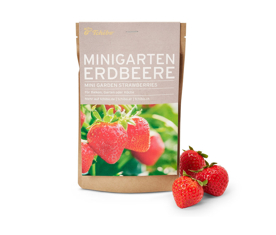 Minigarten in der Papiertüte, Erdbeere, mit drei frischen Erdbeeren daneben.