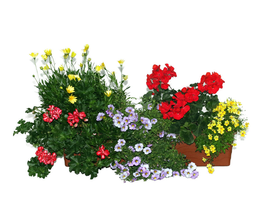 Balkonkasten »Blumenwiese« mit roten, gelben und lila Blumen.