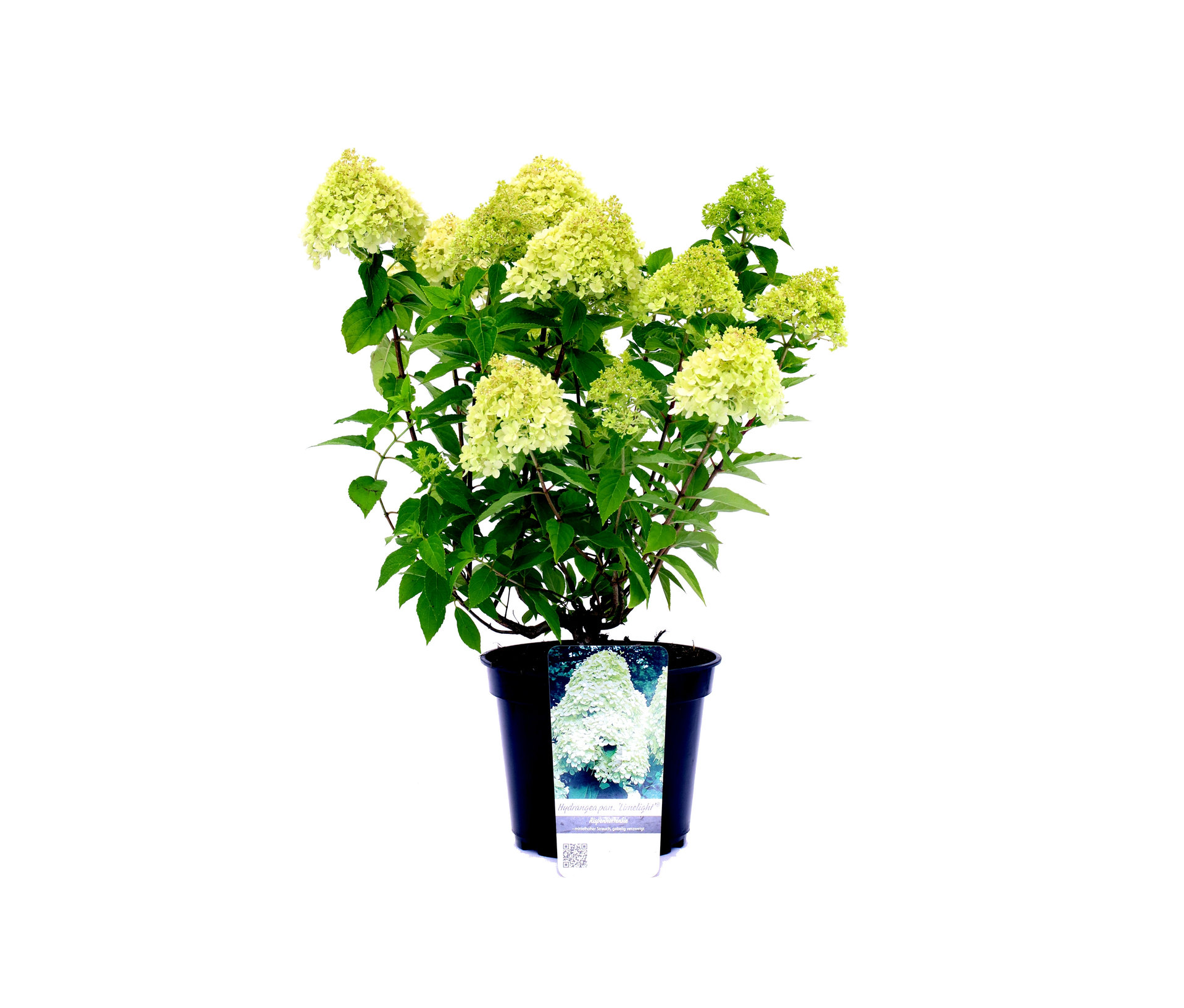 Rispenhortensie »Limelight« - creme - creme