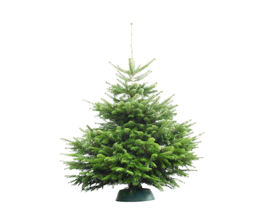 Kleiner Nordmanntanne Weihnachtsbaum in einem grünen Ständer.