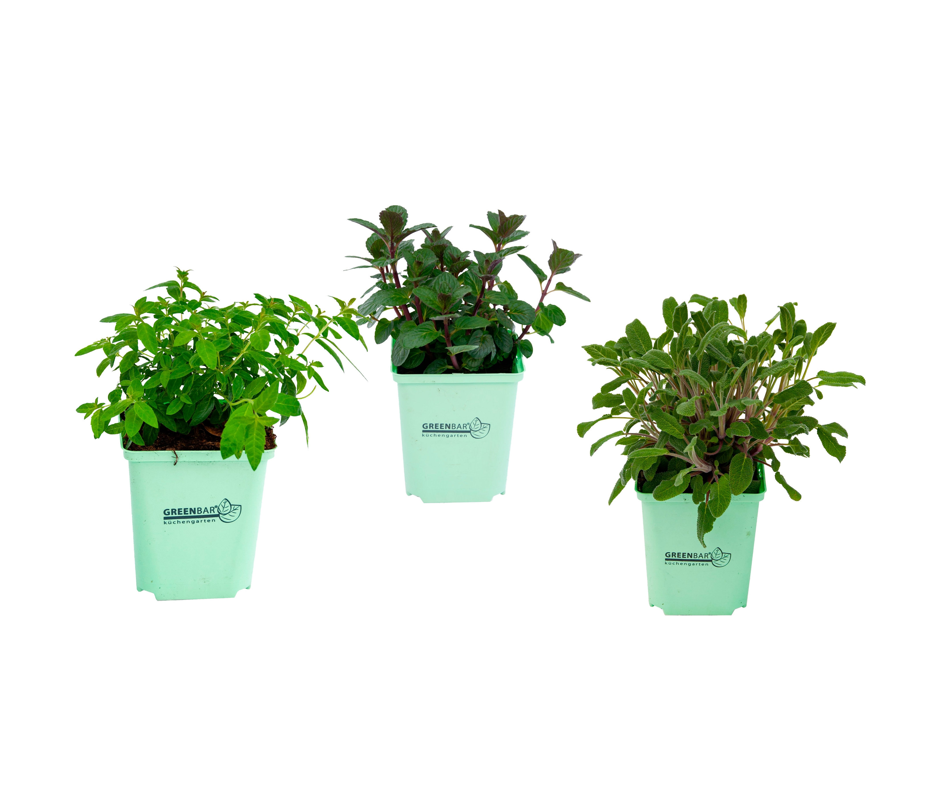 Drei Greenbar »Teekräuter« Pflanzen in hellgrünen Töpfen.