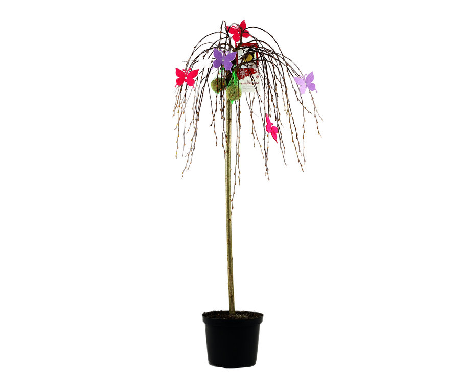 Blühende Kätzchenweide mit bunten Schmetterlingen und Vogelfutter im Blumentopf.