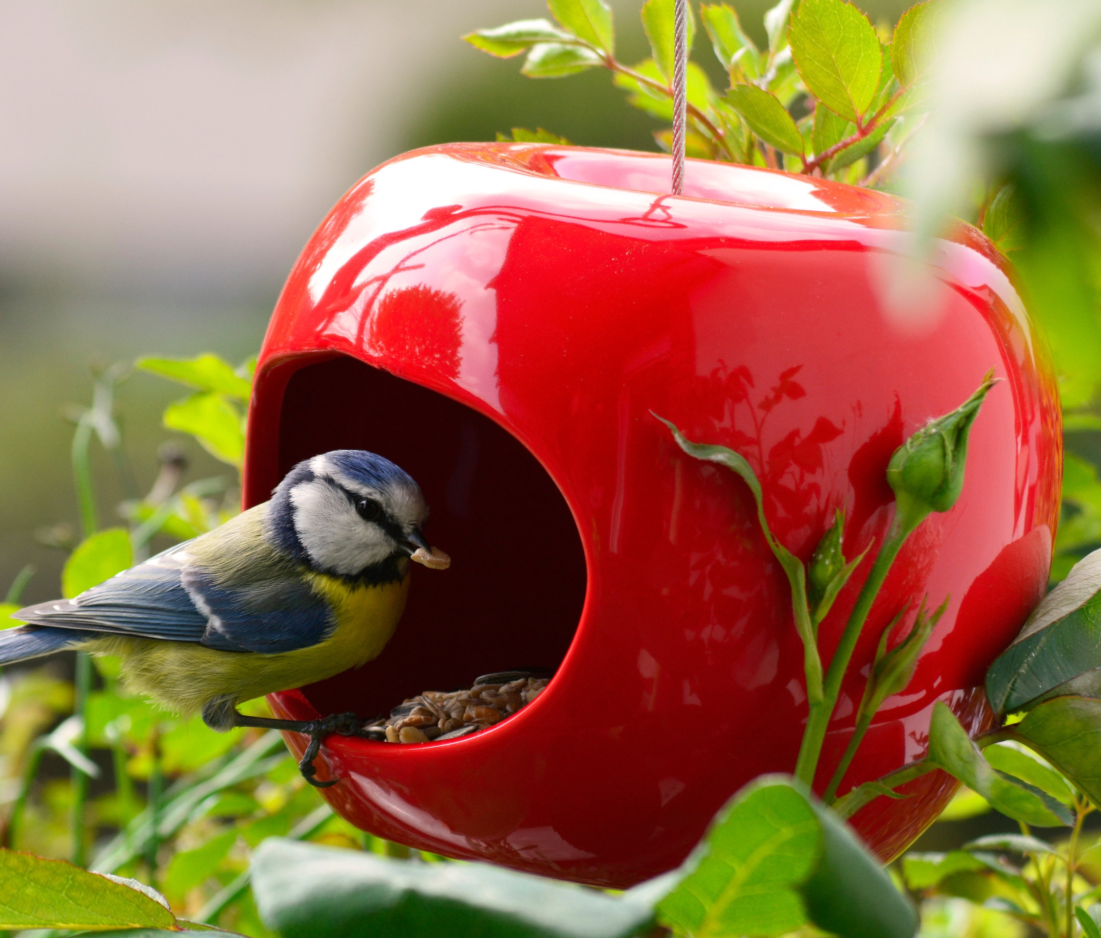 Blaumeise sitzt auf einem roten Keramik-Futterspender in Apfelform und frisst Samen.