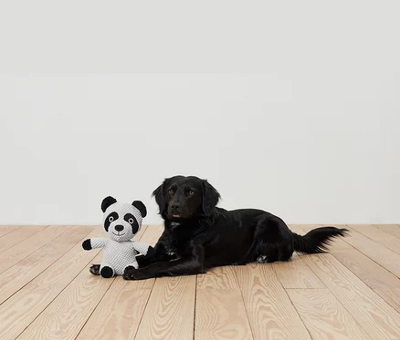 Schwarzer Hund liegt auf einem Holzboden neben einem Plüschpanda.