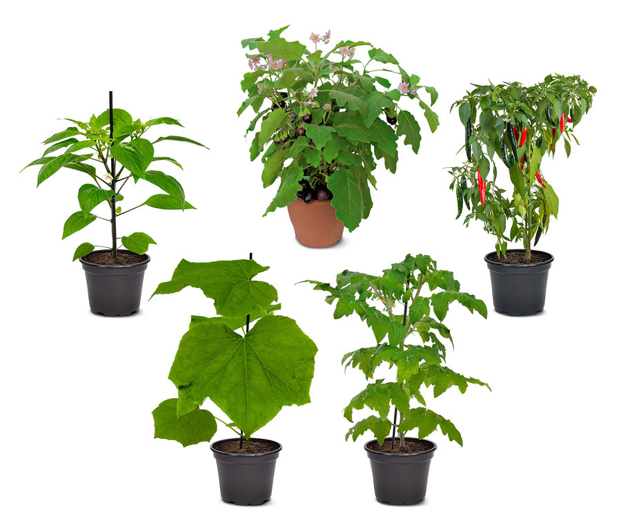 Fünf Gemüsepflanzen-Sets und Terrassengemüse-Sets in Töpfen vor weißem Hintergrund.