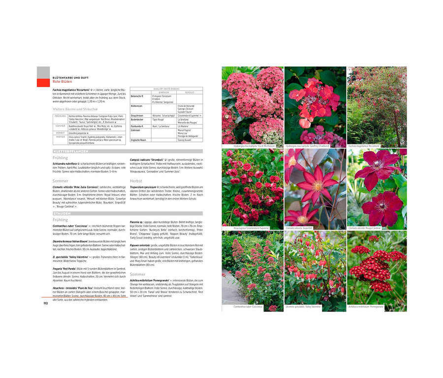 Verschiedene rote Blumen, darunter Hortensien, Clematis und Rosen. Abgebildet ist auch das Buch »Was wächst wo?«.