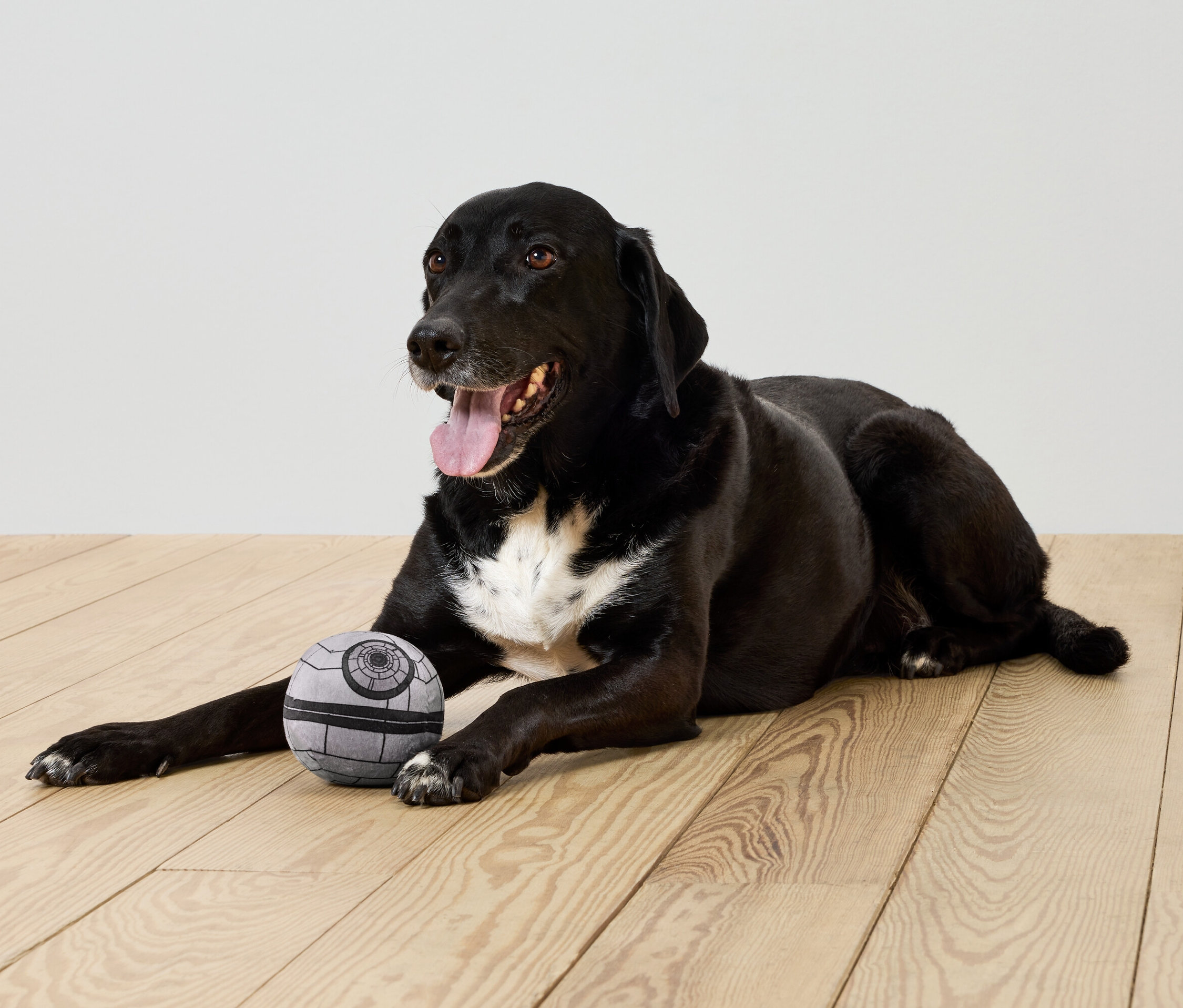 Ein schwarzer Hund liegt auf einem Holzboden neben einem grauen Ball.