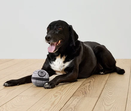 Ein schwarzer Hund liegt auf einem Holzboden neben einem grauen Ball.