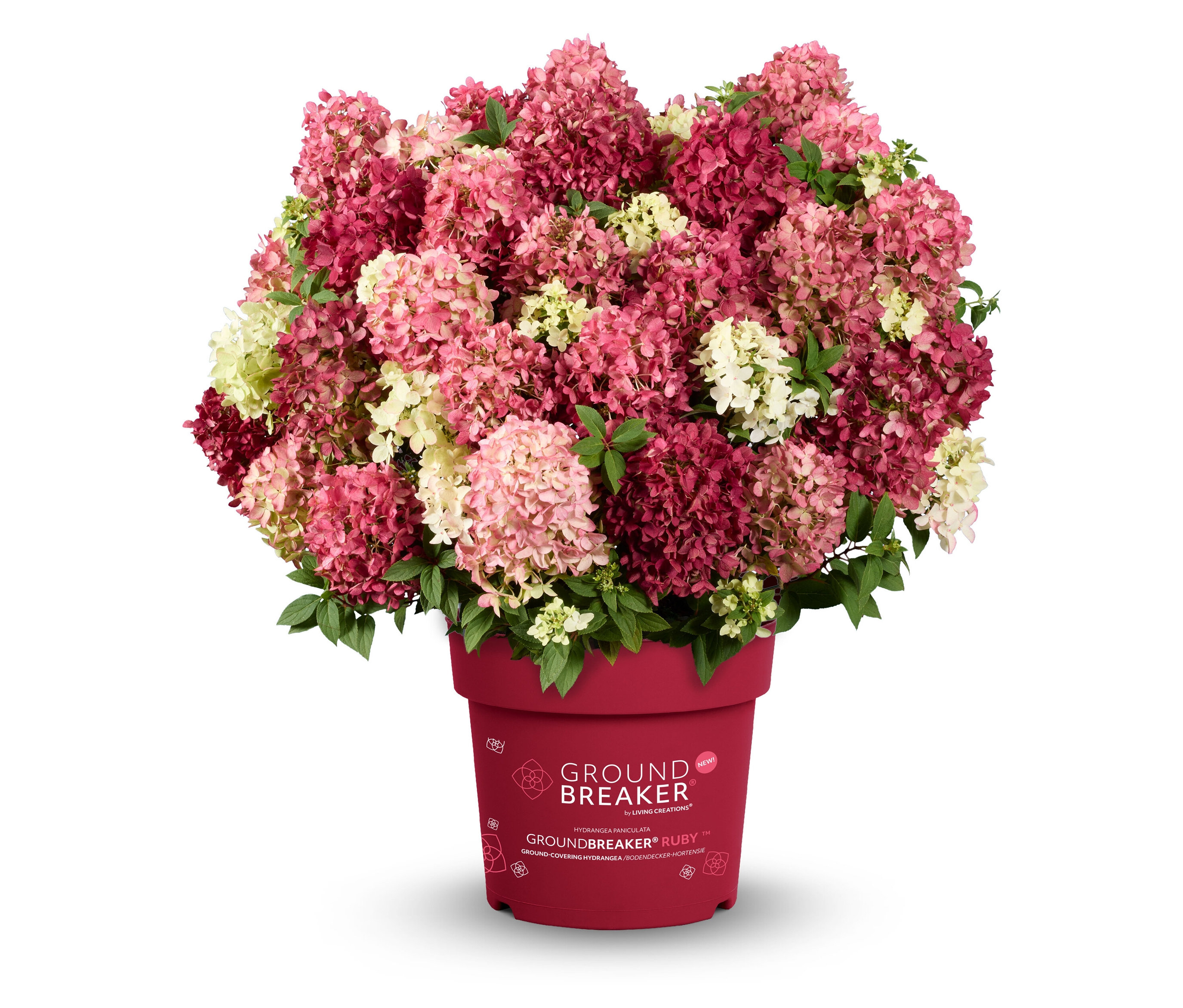 Tchibo - Rispenhortensie »Groundbreaker Ruby« - creme