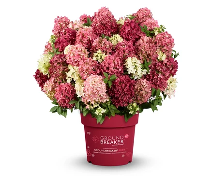Rispenhortensie »Groundbreaker Ruby« in einem roten Topf mit rosa, roten und weißen Blüten.
