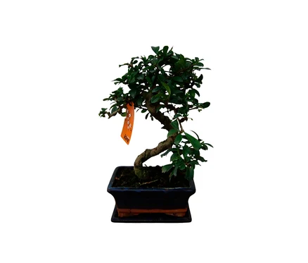 Bonsai »Zelkova – Chinesische Ulme«, 6 Jahre, mit grünem Laub und einem gebogenen Stamm in einem dunklen, rechteckigen Topf. Ein orangefarbener Anhänger mit der Aufschrift „kire“ hängt an einem Ast.