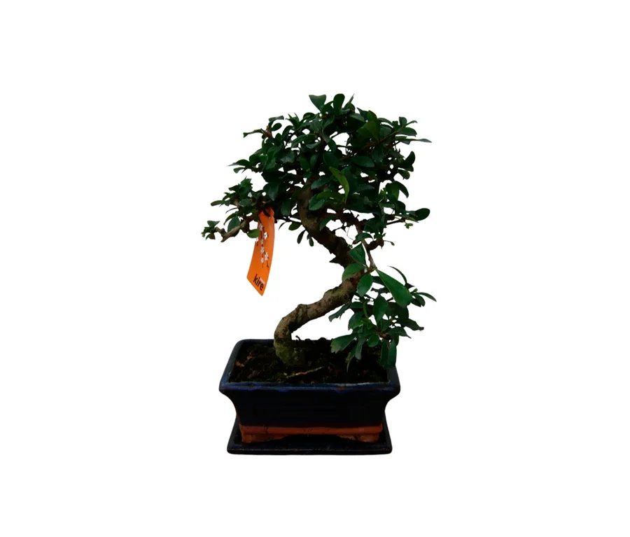 Bonsai »Zelkova – Chinesische Ulme«, 6 Jahre, mit grünem Laub und einem gebogenen Stamm in einem dunklen, rechteckigen Topf. Ein orangefarbener Anhänger mit der Aufschrift „kire“ hängt an einem Ast.