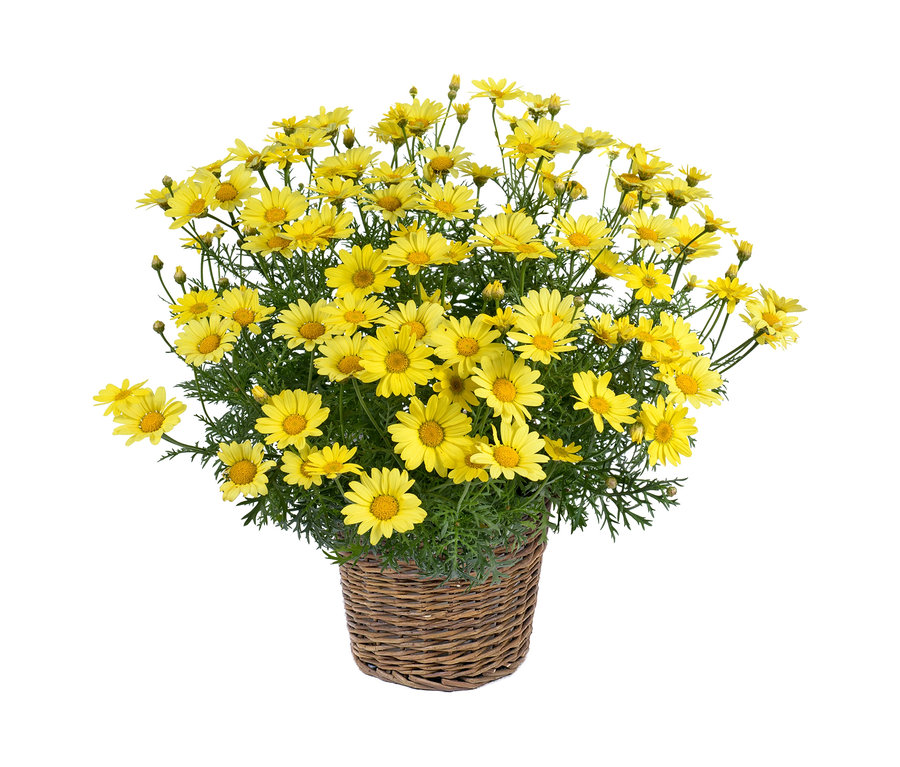 Gelber Margeritenbusch in einem Weidenkorb.