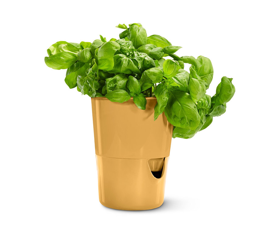 Ein goldener Kräutertopf mit Bewässerungssystem mit Basilikum.