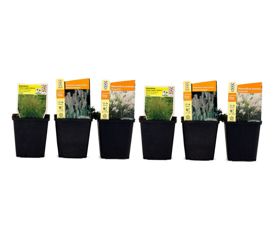 Sechs schwarze Töpfe mit verschiedenen Grassorten, darunter Gräsermix.