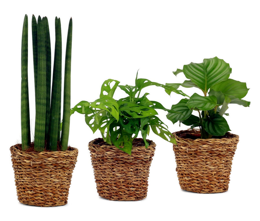 Drei Zimmerpflanzen in geflochtenen Töpfen: Marante »Calathea Ortifolia«, Monstera »Monkey Leaf« und Bogenhanf »Sansevieria Cylindrica«.