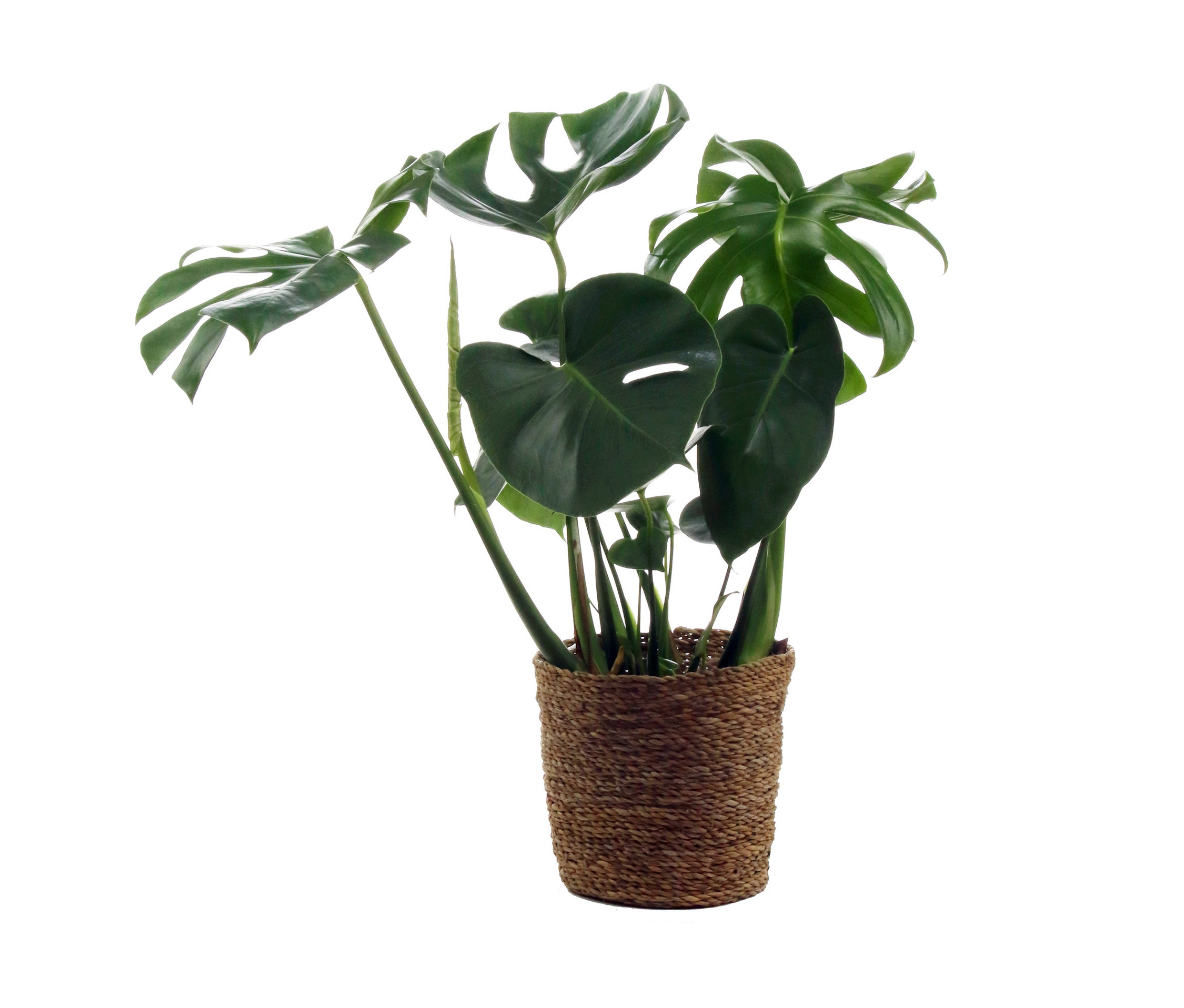 Tchibo - Monstera mit Übertopf - grün