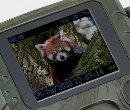 Auf dem Display einer Wildkamera ist ein Roter Panda auf einem Baum zu sehen.