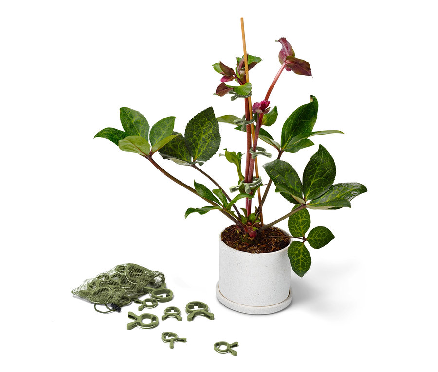 Blühende Pflanze im Topf, Stiele mit 20er-Set Pflanzenclips an einem Stock befestigt.