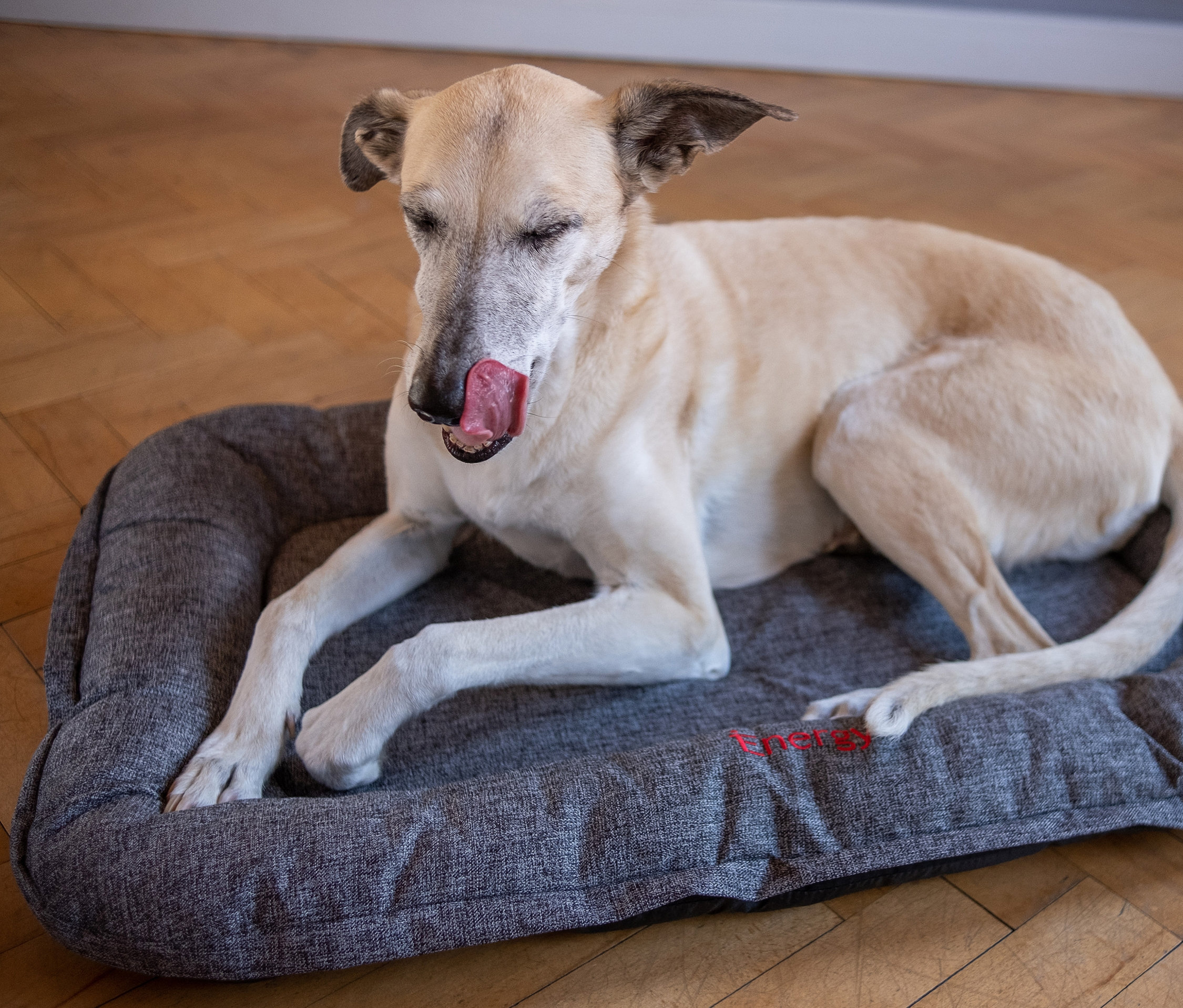 Ein hellbrauner Hund liegt auf einem grauen Outdoor-Hundebett.
