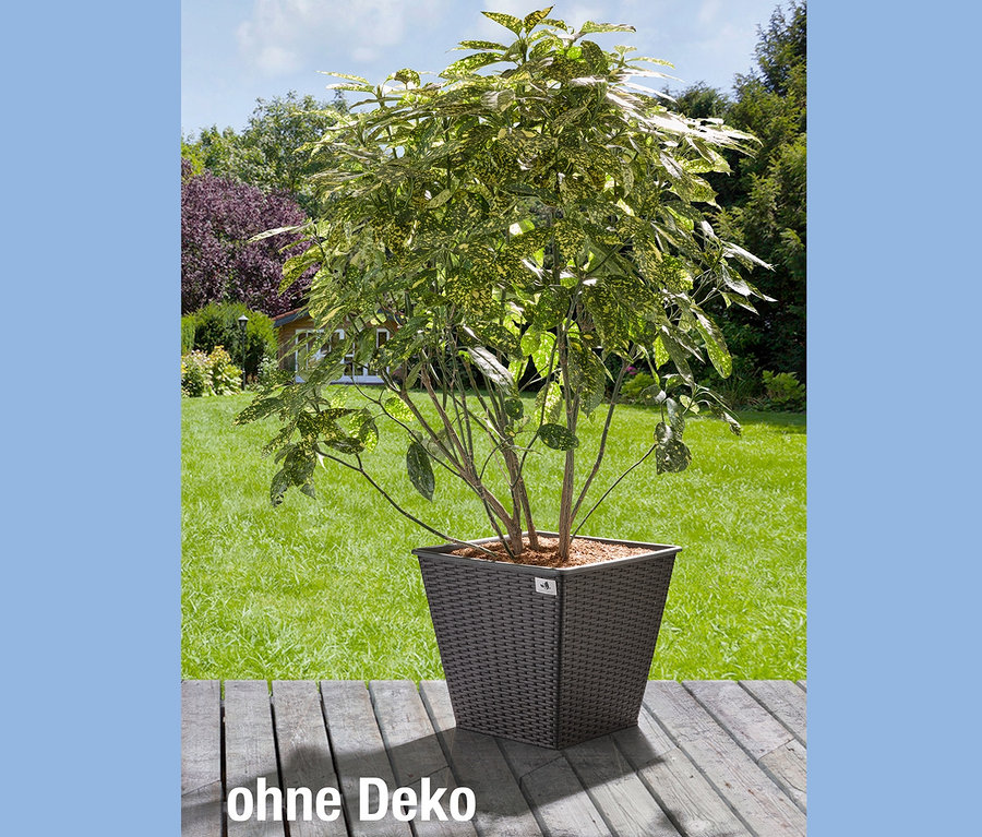 Eine grüne Pflanze in einem anthrazitfarbenen XL-Pflanzgefäß aus Polyrattan steht auf einem Holzboden.