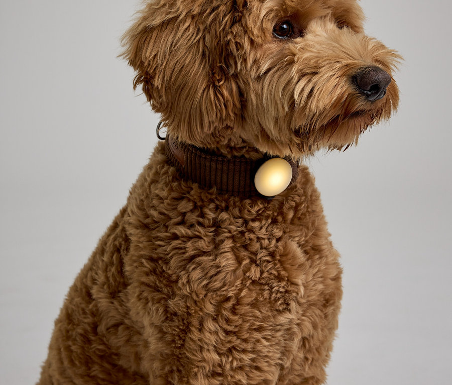 Ein lockiger, brauner Hund sitzt und trägt ein braunes Halsband mit einem runden, leuchtenden Anhänger.
