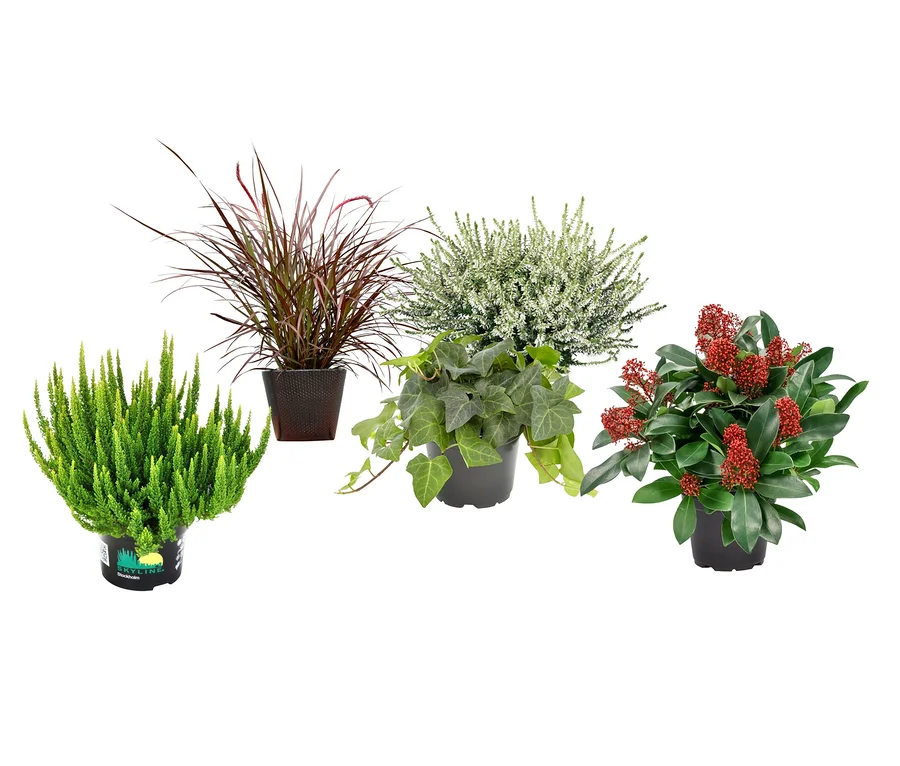 Herbststauden-Set »Bunter Herbst« in Töpfen: grüner Nadelbaum, rotbraunes Gras, weisse Heide, grüner Efeu und rote Beeren.
